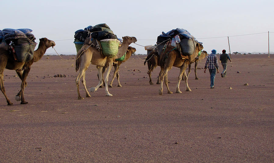 sejour-dromadaires-marche-maroc